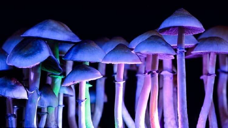 فطر "سحري" يحارب الاكتئاب و"الجروح النفسية العميقة"