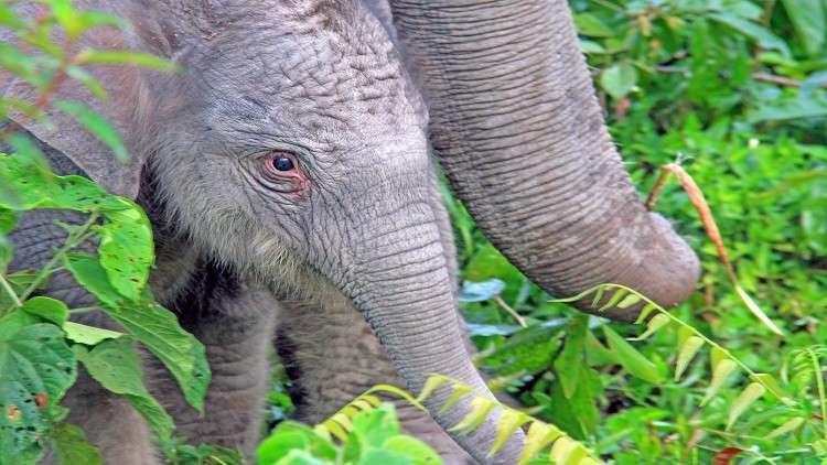 تطوير حبوب منع حمل للرجال من "سم الفيلة"!