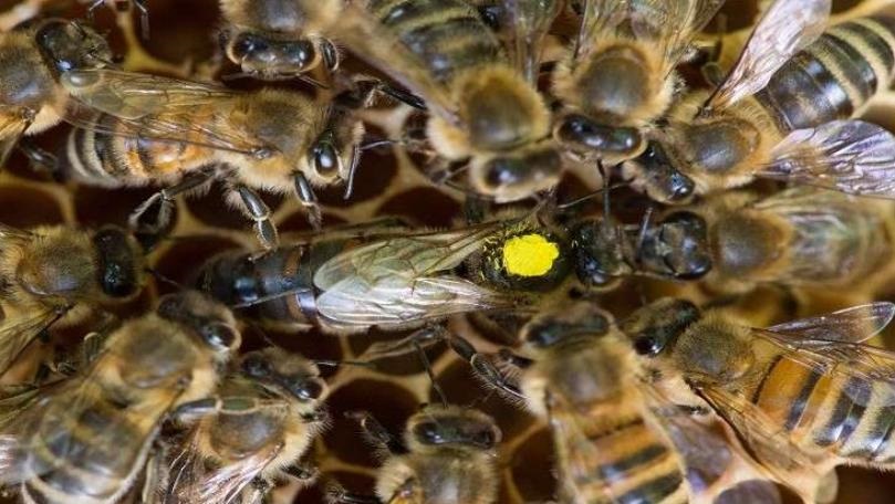 تشابه "خيالي" بين خلايا النحل والدماغ البشري