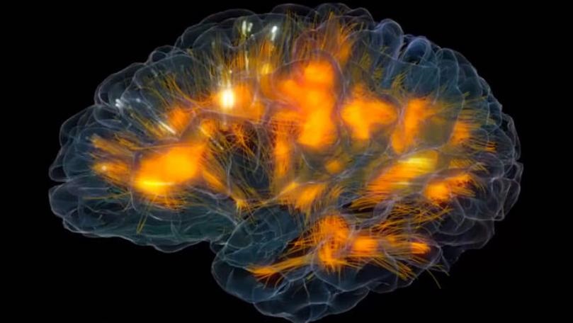 هل خلايا الدماغ البشري تتجدد باستمرار؟
