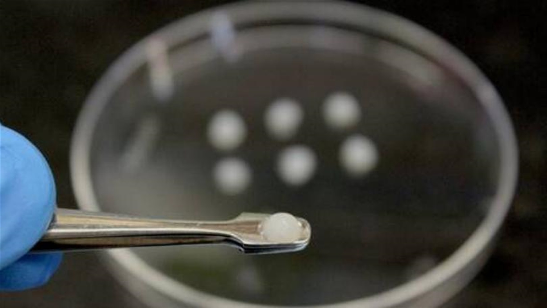 ابتكار لقاح صلب للعلاج والوقاية من سرطان الدم