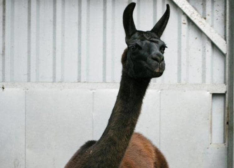 "اللاما".. أمل في طريق القضاء على كورونا؟