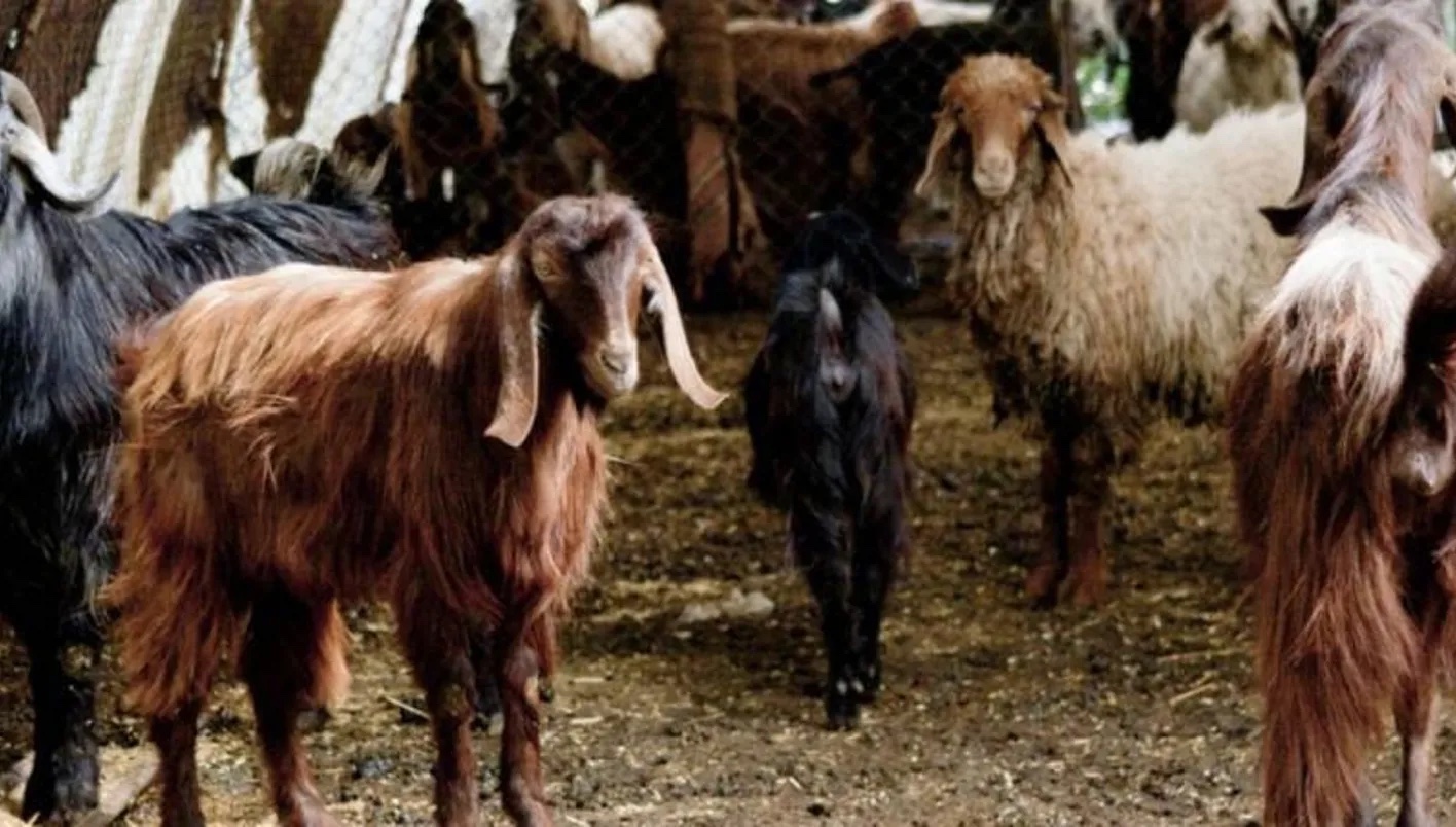 ما صحة إصابة قطعان ماعز بمرض الحمّى القلاعية في شمالي لبنان؟