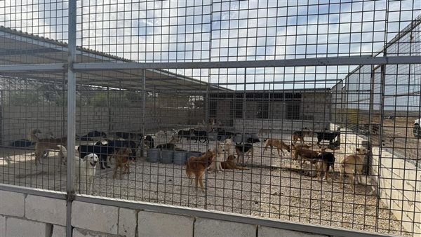 بلدية صيدا تحذّر من الدخول الى محيط ملجأ الكلاب الشاردة ورمي الكلاب دون التنسيق مع البلدية