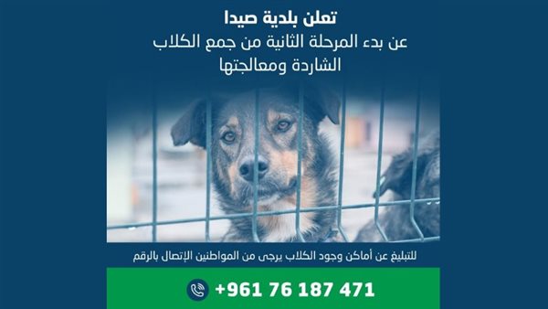 لجنة الصحة في بلدية صيدا تحضر لإنطلاق المرحلة الثانية في مشروع مأوى الكلاب الشادرة في المدينة