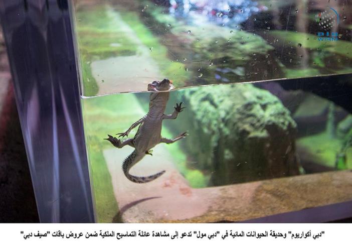 فرصة لرؤية عائلة التماسيح الملكية عن قرب في دبي