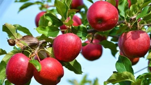 بُشرى إلى مزارعي التفّاح... ماذا أعلن وزير الزراعة؟